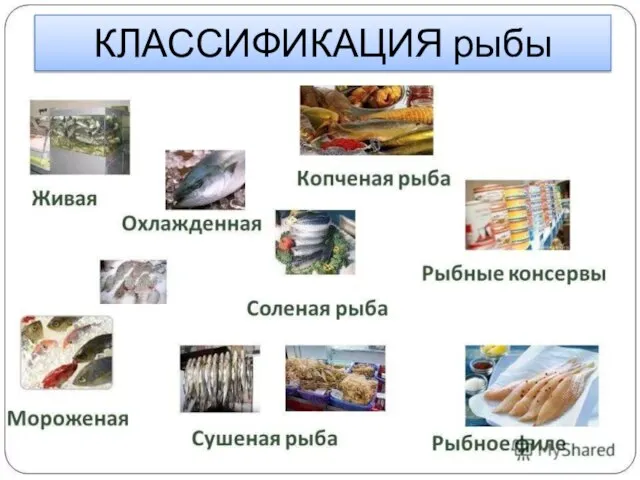 КЛАССИФИКАЦИЯ рыбы