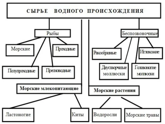 КЛАССИФИКАЦИЯ рыбы