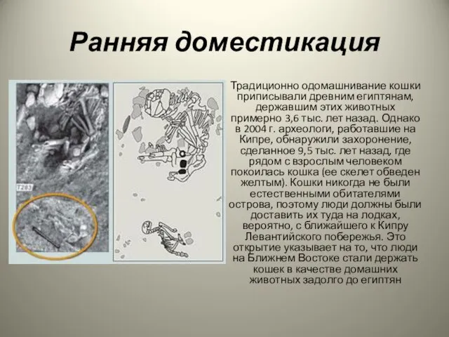 Ранняя доместикация Традиционно одомашнивание кошки приписывали древним египтянам, державшим этих животных