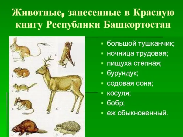 Животные, занесенные в Красную книгу Республики Башкортостан большой тушканчик; ночница трудовая;