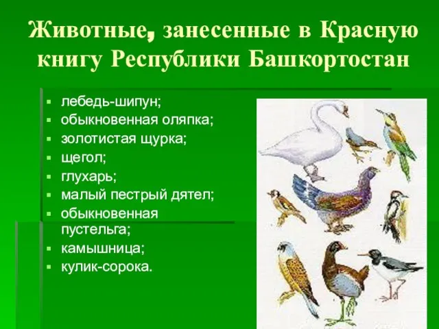 Животные, занесенные в Красную книгу Республики Башкортостан лебедь-шипун; обыкновенная оляпка; золотистая