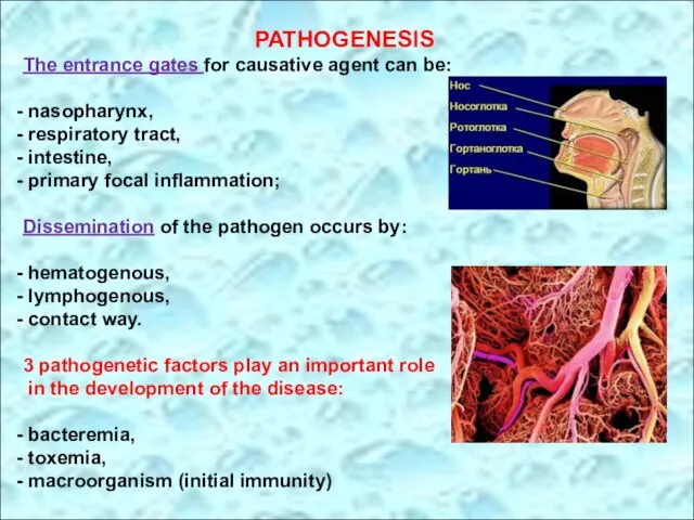 PATHOGENESIS The entrance gates for causative agent can be: nasopharynx, respiratory