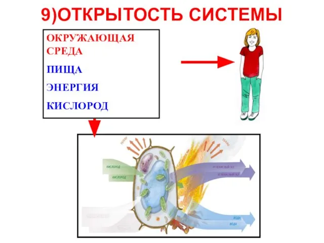 9)ОТКРЫТОСТЬ СИСТЕМЫ ОКРУЖАЮЩАЯ СРЕДА ПИЩА ЭНЕРГИЯ КИСЛОРОД