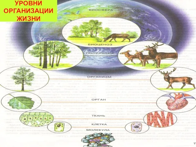 УРОВНИ ОРГАНИЗАЦИИ ЖИЗНИ