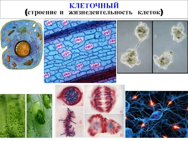 КЛЕТОЧНЫЙ (строение и жизнедеятельность клеток)