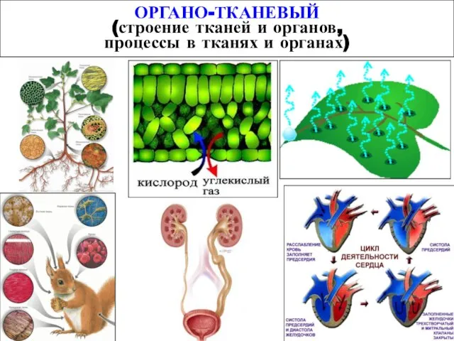 ОРГАНО-ТКАНЕВЫЙ (строение тканей и органов, процессы в тканях и органах)