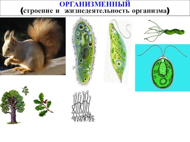 ОРГАНИЗМЕННЫЙ (строение и жизнедеятельность организма)