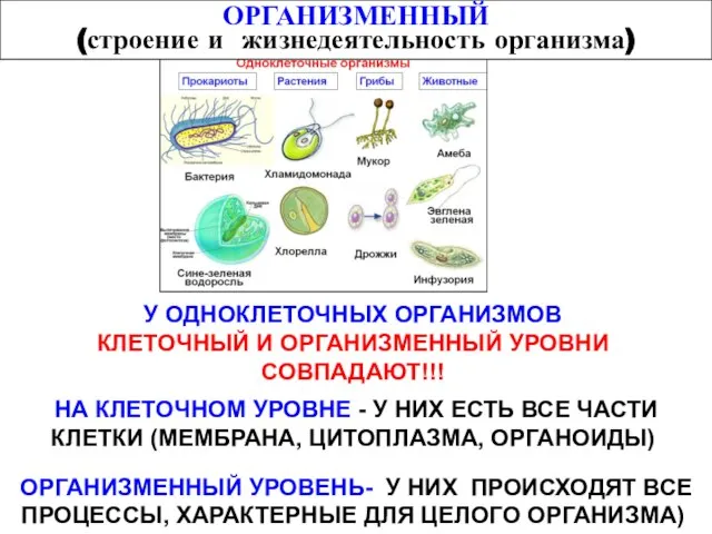 ОРГАНИЗМЕННЫЙ (строение и жизнедеятельность организма) У ОДНОКЛЕТОЧНЫХ ОРГАНИЗМОВ КЛЕТОЧНЫЙ И ОРГАНИЗМЕННЫЙ