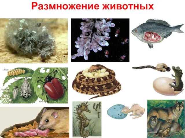 Размножение животных