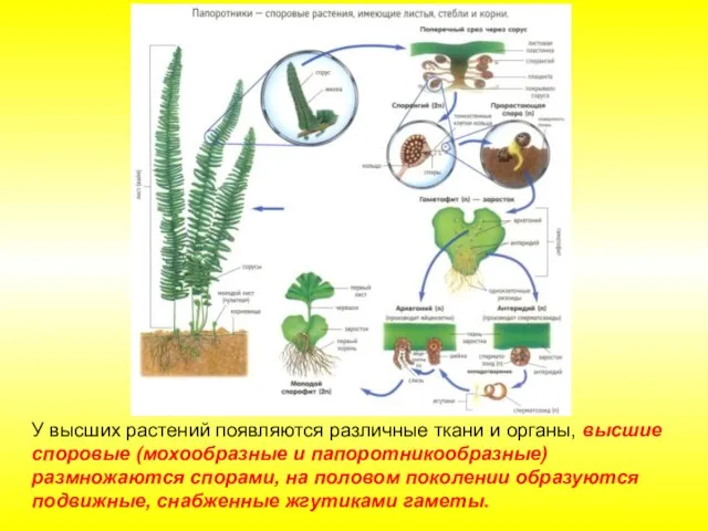 У высших растений появляются различные ткани и органы, высшие споровые (мохообразные