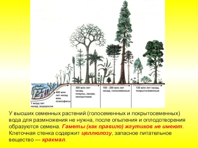 У высших семенных растений (голосеменных и покрытосеменных) вода для размножения не