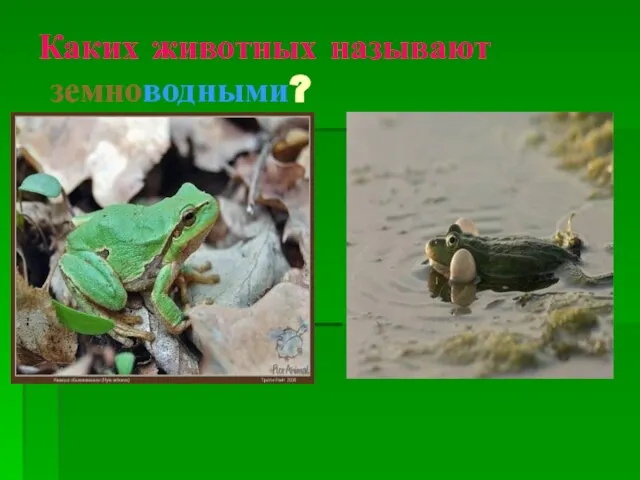 Каких животных называют земноводными?