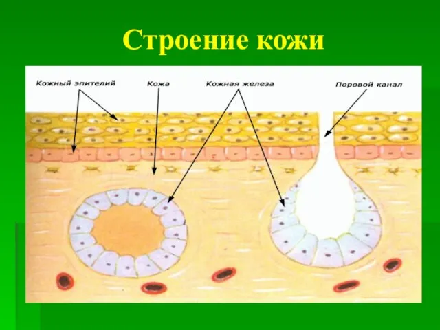 Строение кожи