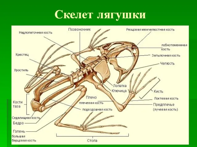 Скелет лягушки