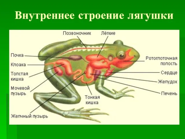 Внутреннее строение лягушки