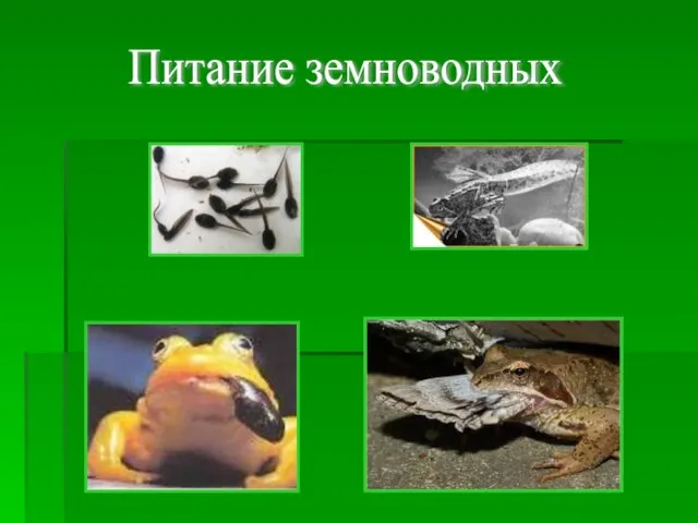 Питание земноводных В детстве они питаются растениями. Во взрослом состоянии они - хищники.