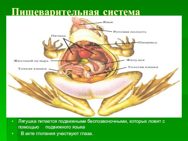 Пищеварительная система Лягушка питается подвижными беспозвоночными, которых ловит с помощью подвижного