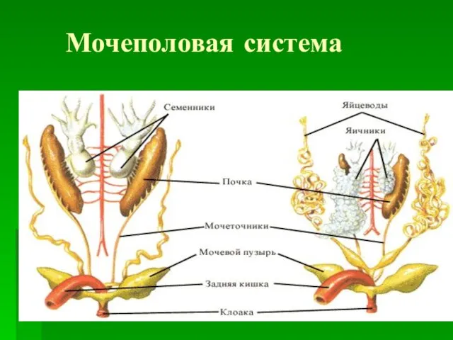 Мочеполовая система