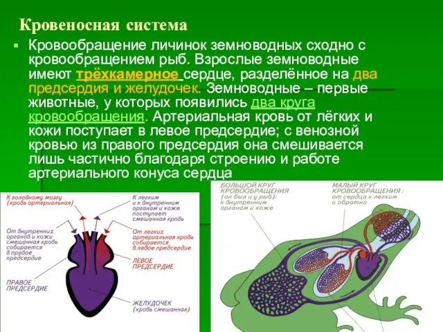 Кровеносная система Кровообращение личинок земноводных сходно с кровообращением рыб. Взрослые земноводные