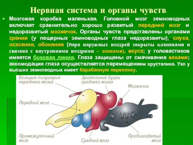 Нервная система и органы чувств Мозговая коробка маленькая. Головной мозг земноводных