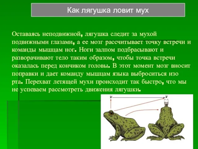 Оставаясь неподвижной, лягушка следит за мухой подвижными глазами, а ее мозг