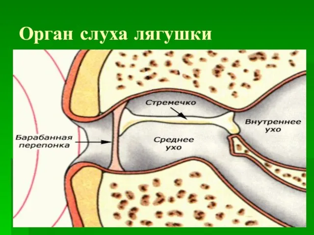 Орган слуха лягушки