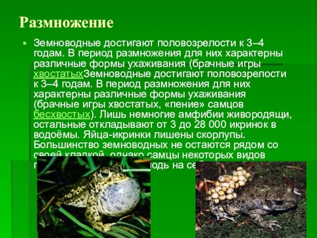 Размножение Земноводные достигают половозрелости к 3–4 годам. В период размножения для