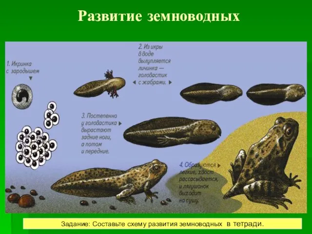 Развитие земноводных РАЗВИТИЕ Развитие лягушки происходит с превращением. Задание: Составьте схему развития земноводных в тетради.