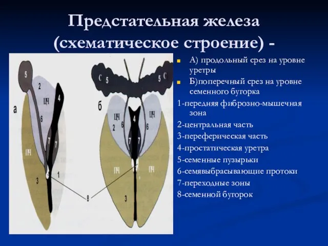 Предстательная железа (схематическое строение) - А) продольный срез на уровне уретры