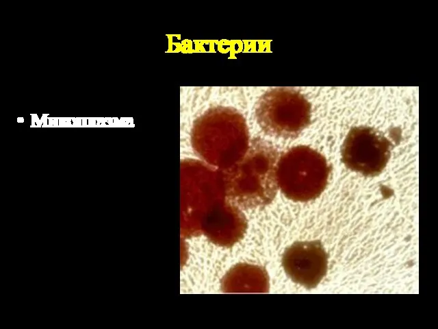 Бактерии Микоплазма