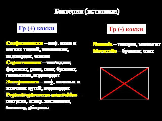 Бактерии (истинные) Гр (+) кокки Гр (-) кокки Стафилококки – инф.