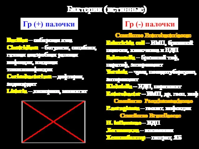 Бактерии (истинные) Гр (+) палочки Гр (-) палочки Bacillus – сибирская