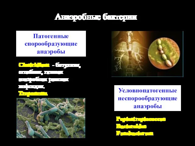Анаэробные бактерии Патогенные спорообразующие анаэробы Условнопатогенные неспорообразующие анаэробы Clostridium - ботулизм,