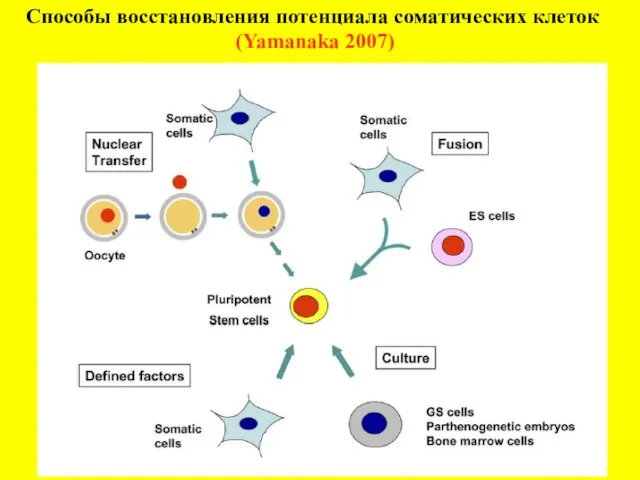 Способы восстановления потенциала соматических клеток (Yamanaka 2007)