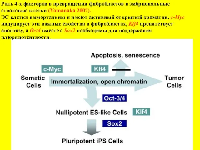 Роль 4-х факторов в превращении фибробластов в эмбриональные стволовые клетки (Yamanaka