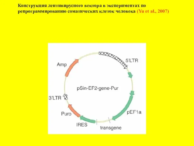 Конструкция лентивирусного вектора в экспериментах по репрограммированию соматических клеток человека (Yu et al., 2007)