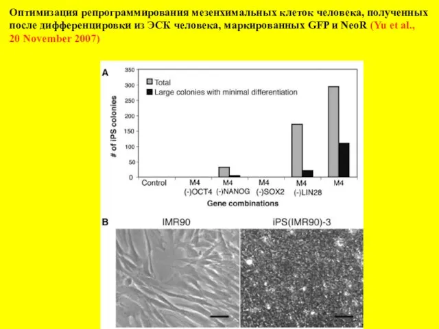 Оптимизация репрограммирования мезенхимальных клеток человека, полученных после дифференцировки из ЭСК человека,