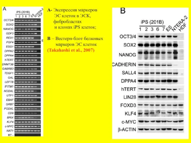 A- Экспрессия маркеров ЭС клеток в ЭСК, фибробластах и клонах iPS