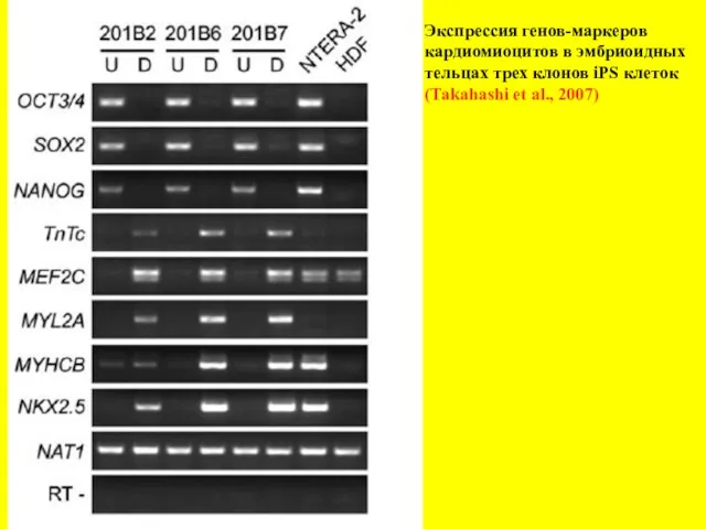 Экспрессия генов-маркеров кардиомиоцитов в эмбриоидных тельцах трех клонов iPS клеток (Takahashi et al., 2007)