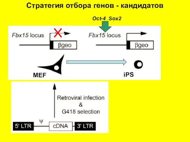 MEF iPS Oct-4 Sox2 Стратегия отбора генов - кандидатов