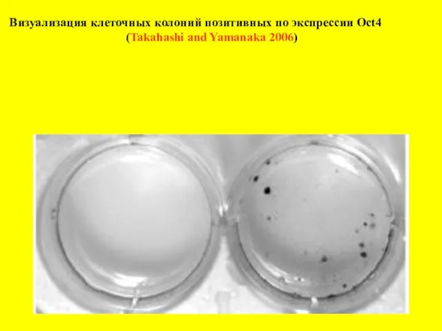 Визуализация клеточных колоний позитивных по экспрессии Oct4 (Takahashi and Yamanaka 2006)