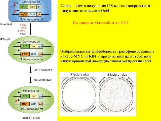 Слева – схема получения iPS клеток посредством индукции экспрессии Oct4 Эмбриональные