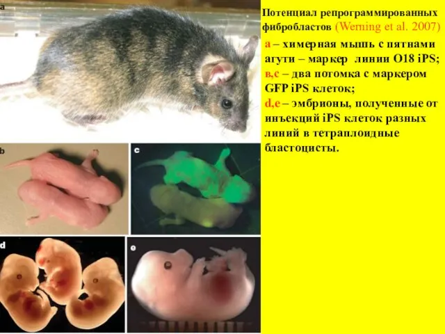 Потенциал репрограммированных фибробластов (Werning et al. 2007) а – химерная мышь