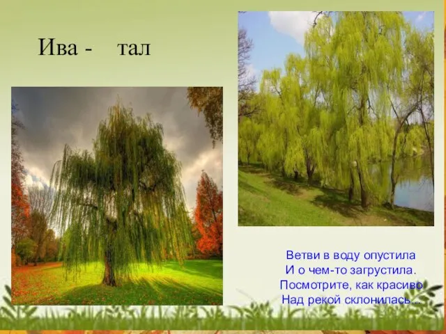 Ветви в воду опустила И о чем-то загрустила. Посмотрите, как красиво