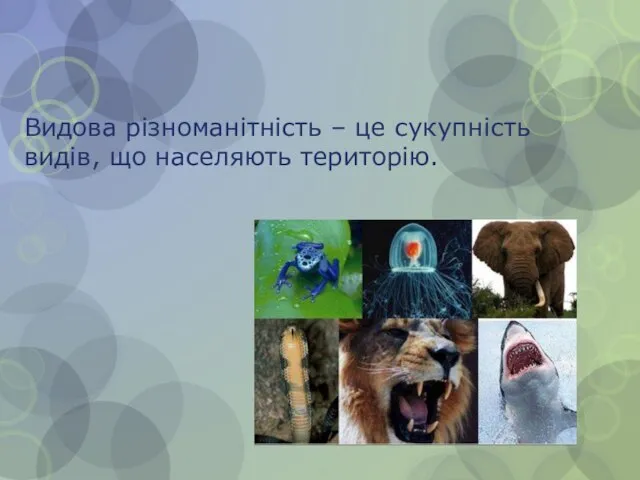 Видова різноманітність – це сукупність видів, що населяють територію.