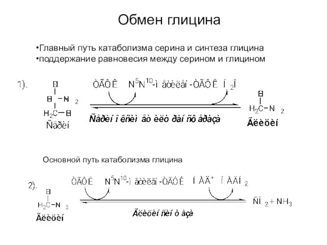 Обмен глицина Основной путь катаболизма глицина Главный путь катаболизма серина и