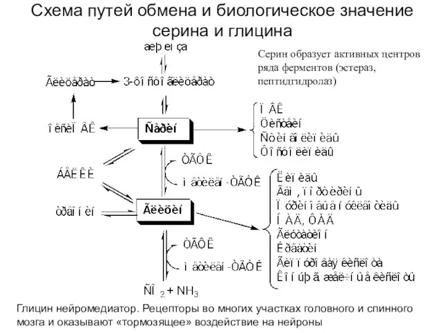 Схема путей обмена и биологическое значение серина и глицина Глицин нейромедиатор.