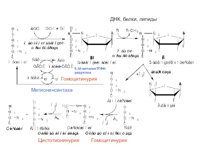 Гомоцитинурия Цистотионинурия Гомоцитинурия Метионинсинтаза 5,10-метиленТГФК- редуктаза ДНК, белки, липиды
