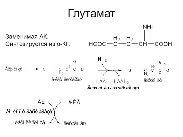 Глутамат Заменимая АК. Синтезируется из α-КГ.