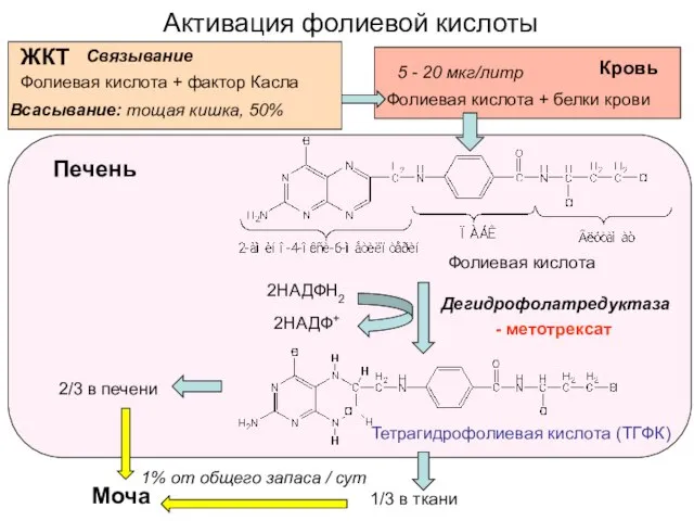 Активация фолиевой кислоты Тетрагидрофолиевая кислота (ТГФК) Дегидрофолатредуктаза Печень Фолиевая кислота Фолиевая